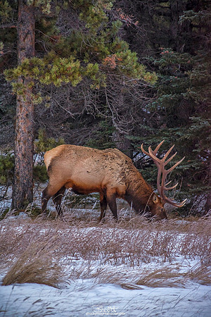 Bull Elk