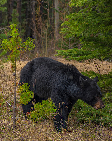 Black Bear Don't Care