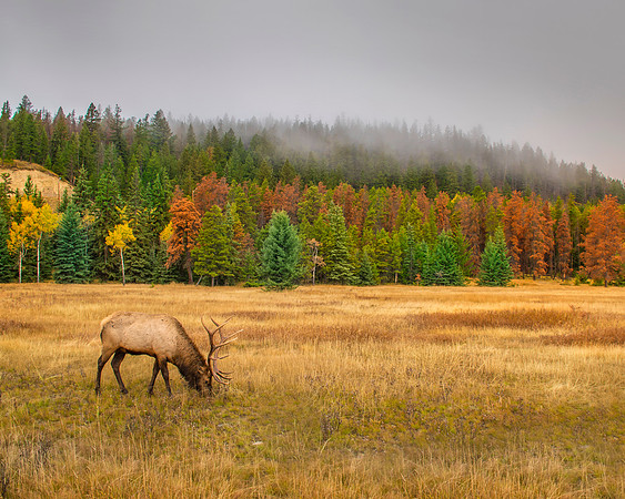 Autumnal Elk