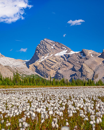 Cotton grass and impressive peaks