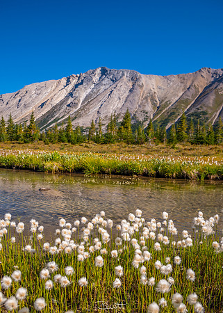 Cotton Grass and Creeks abounded on the Pipestone Trail
