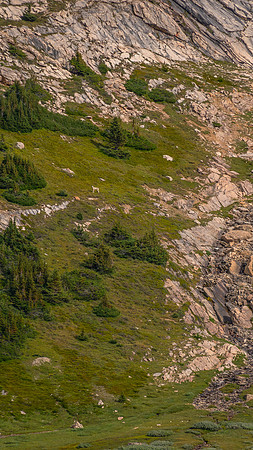 Can you see the tiny wolf? It can see you!