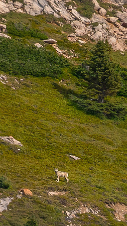Zoomed at 140mm and then cropped a lot!